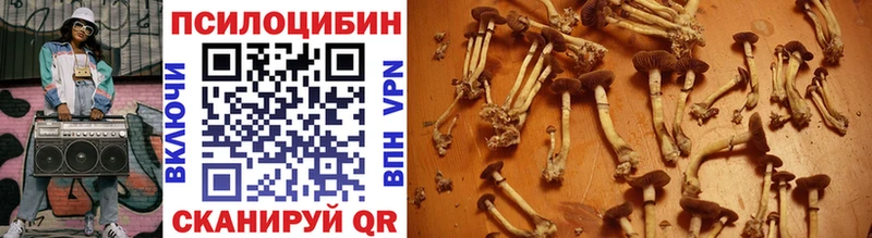 где можно купить   Тольятти  Псилоцибиновые грибы MAGIC MUSHROOMS 